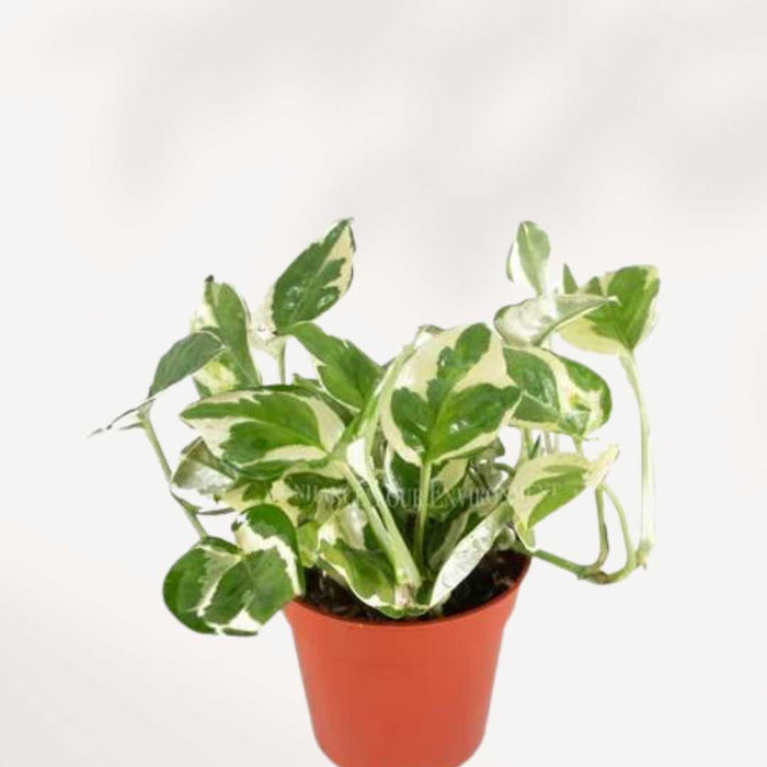 POTHOS - N'JOY