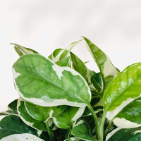POTHOS - N'JOY
