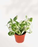 POTHOS - N'JOY