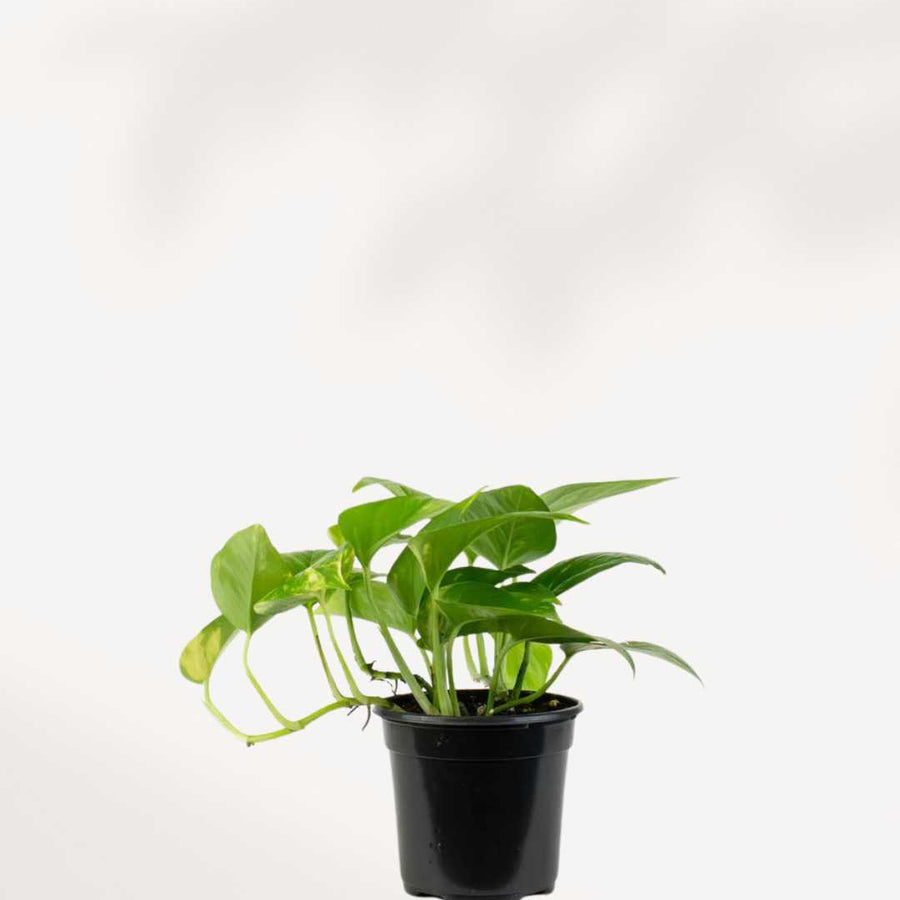 POTHOS - GOLDEN