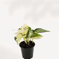 POTHOS - MAJULA