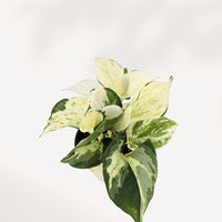 POTHOS - MAJULA