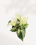 POTHOS - MAJULA