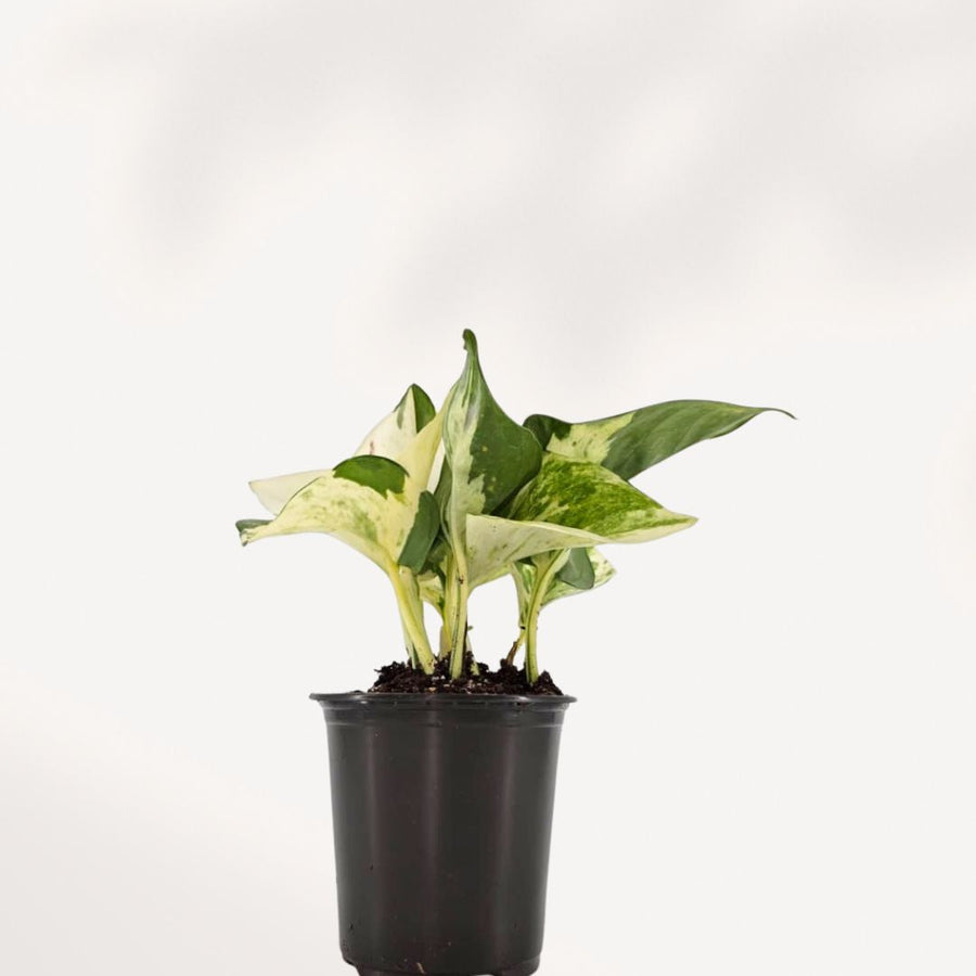 POTHOS - MAJULA