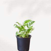 POTHOS - N'JOY