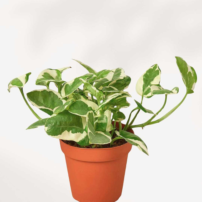 POTHOS - N'JOY