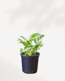 POTHOS - N'JOY