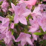 AZALEA YEDOENSE - POUKHANENSE