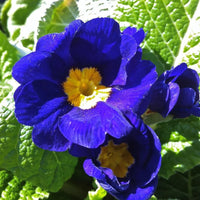 PRIMULA X POLYANTHA - PACIFIC GIANT BLEU
