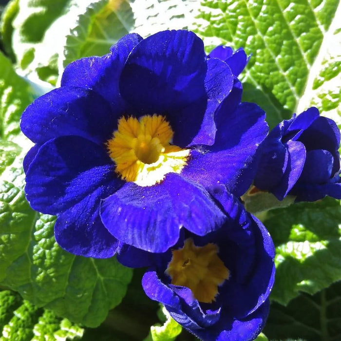 PRIMULA X POLYANTHA - PACIFIC GIANT BLEU