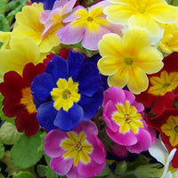 PRIMULA X POLYANTHA - PACIFIC GIANT BLEU