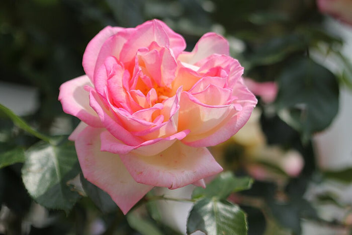 ROSA - PRINCESSE DE MONACO