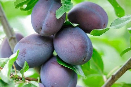 PRUNUS DOMESTICA STANLEY