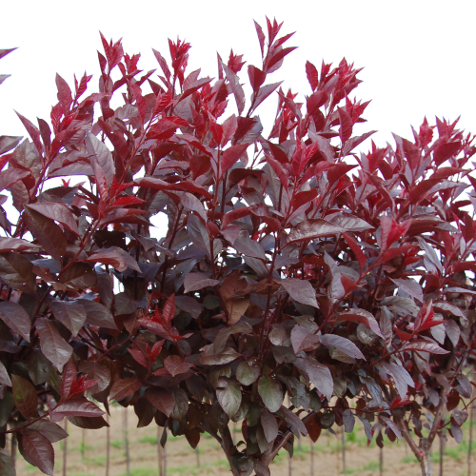 PRUNUS CISTENA