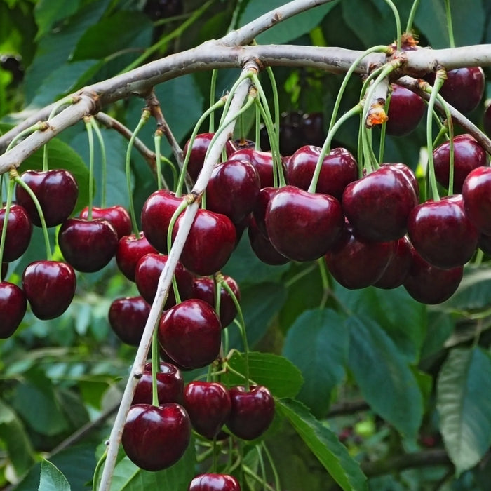 PRUNUS FRUCTICOSA X CERASUS - JULIET (BIOLOGIQUE)