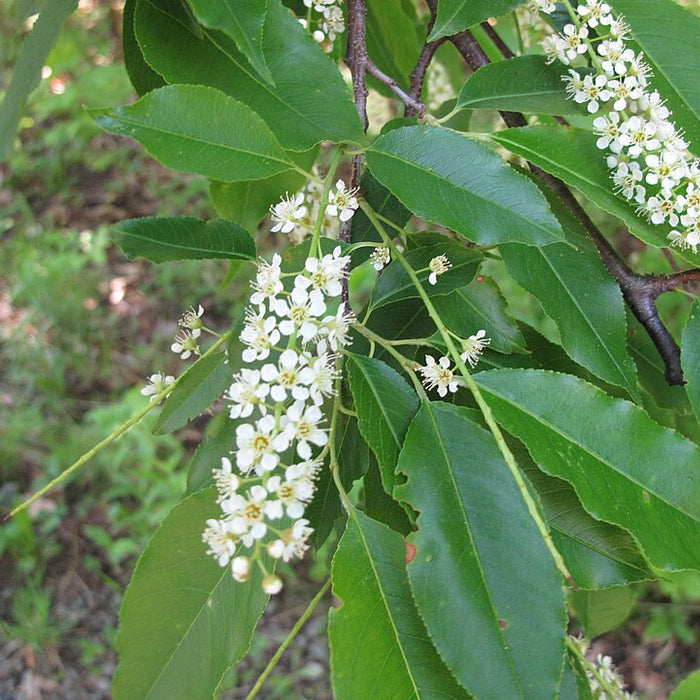 PRUNUS SEROTINA