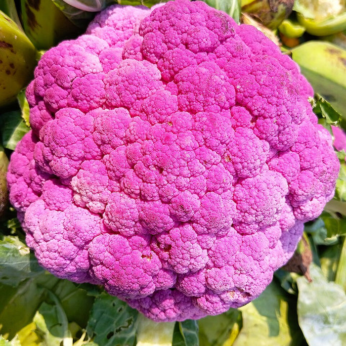 CHOU-FLEUR - POURPRE