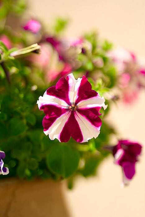 PÉTUNIA SIMPLE - ROUGE VIN ET BLANC