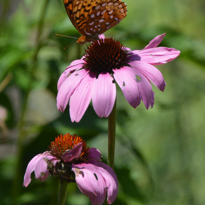 ECHINACEA PURPUREA