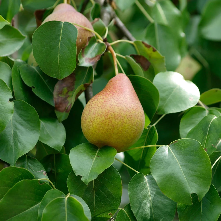 PYRUS COMMUNIS - FLEMISH BEAUTY