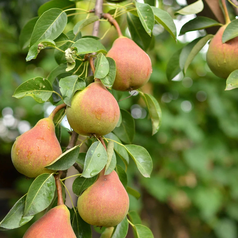 PYRUS USSURIENSIS - GOLDEN SPICE