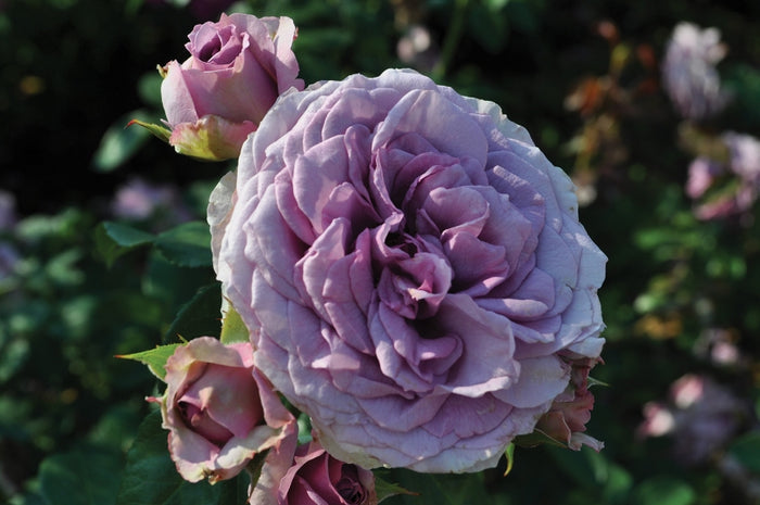 ROSA - QUICKSILVER ARBOROSE