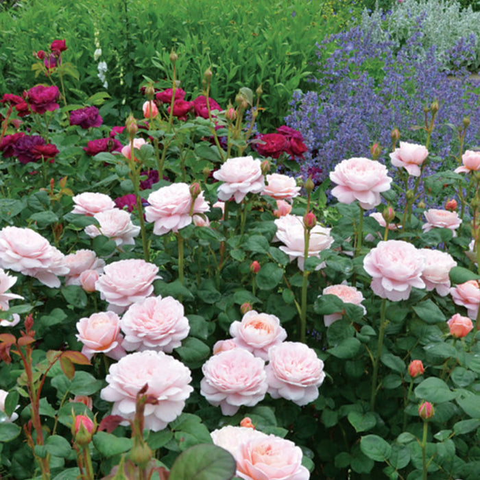 ROSA - QUEEN OF SWEDEN