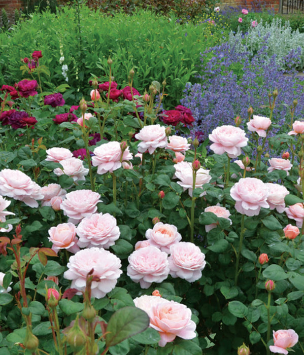 ROSA - QUEEN OF SWEDEN