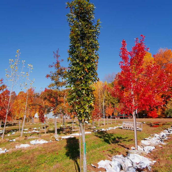 QUERCUS PALUSTRIS GREEN PILLAR