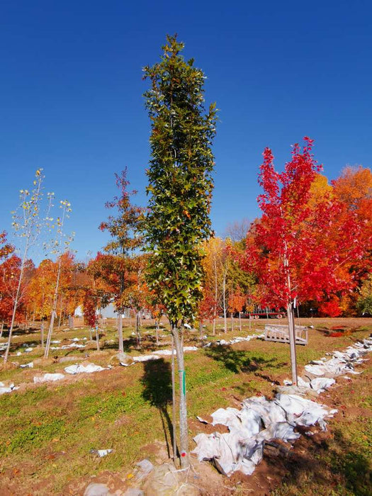 QUERCUS PALUSTRIS GREEN PILLAR