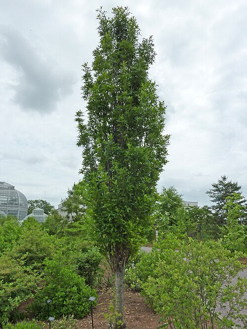 QUERCUS PALUSTRIS - GREEN PILLAR