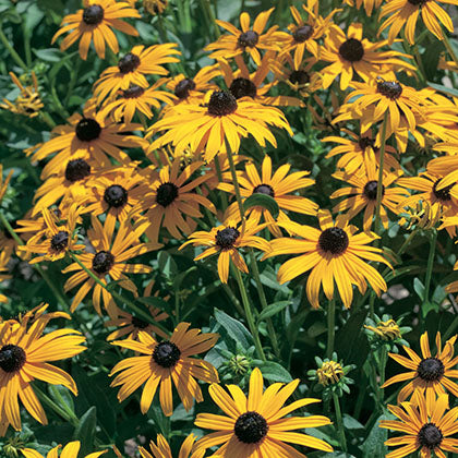 RUDBECKIA FULGIDA - GOLDSTURM