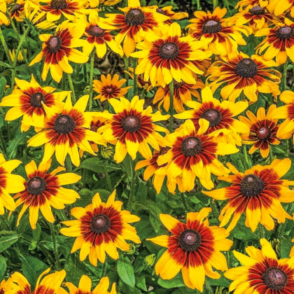 RUDBECKIA - HIRTA SUNBECKIA LUNA