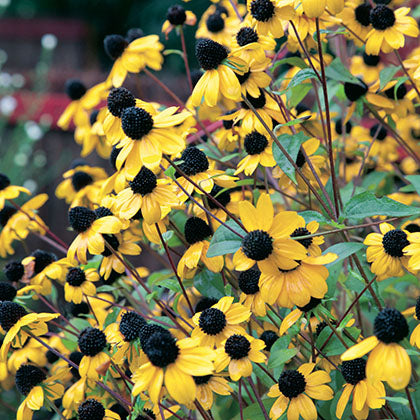 RUDBECKIA TRILOBA
