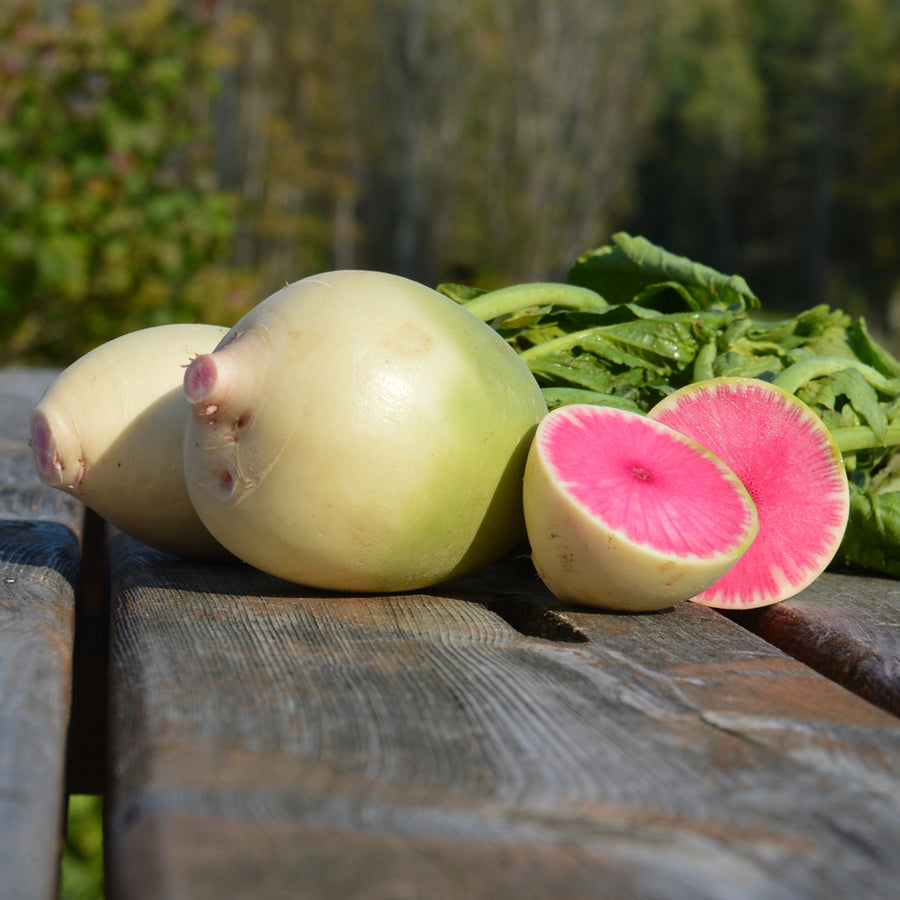 SEMENCES BIOLOGIQUES: RADIS MELON D'EAU
