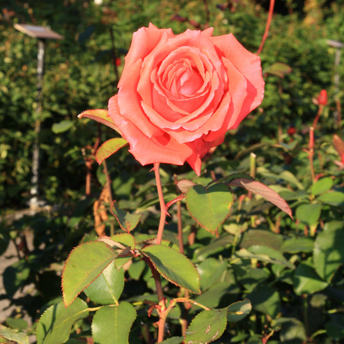 ROSA - CORAL DAWN