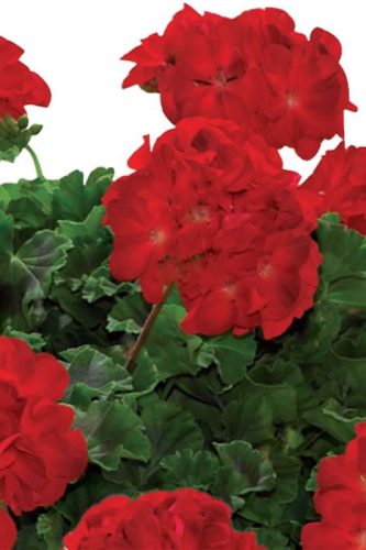 PELARGONIUM RE-AI - LUCIGNOLO