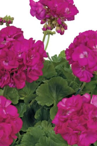 PELARGONIUM RE-AI - MENELAO