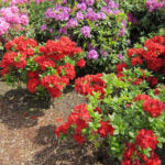 AZALEA DECIDUOUS - RED DEMON