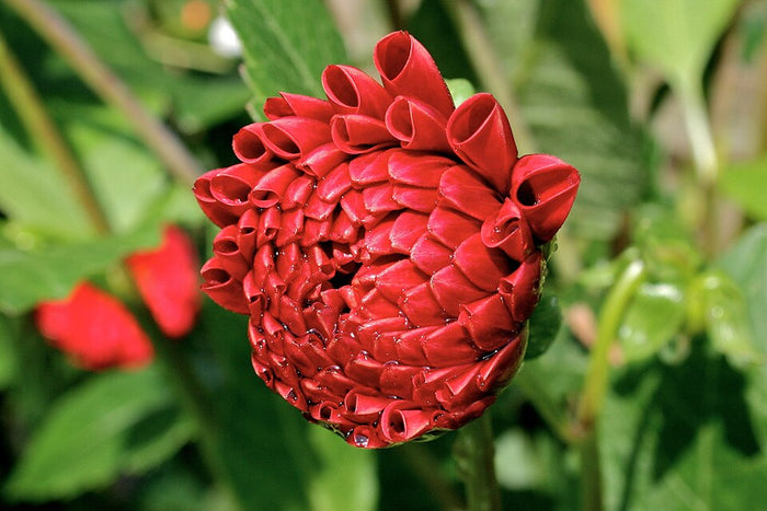 RED DAHLIA
