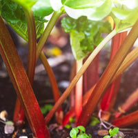 RHEUM RHABARBARUM - VICTORIA