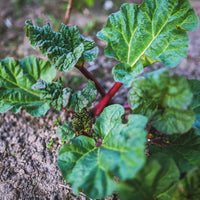 RHEUM RHABARBARUM - VICTORIA