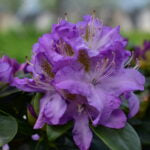 RHODODENDRON - MINNETONKA