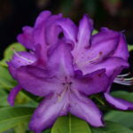 RHODODENDRON - PURPLE PASSION