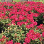RHODODENDRON - NOVA ZEMBLA