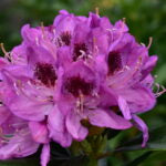 RHODODENDRON - ANAH KRUSCHKE