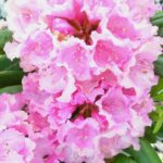 RHODODENDRON - HAAGA