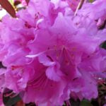 RHODODENDRON - PJM ELITE