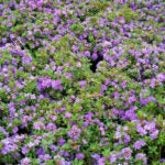 RHODODENDRON - PURPLE GEM