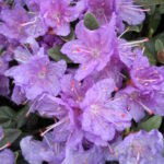 RHODODENDRON - RAMAPO